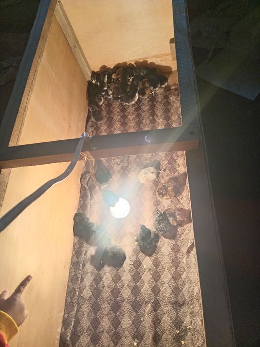 Инкубатор 90 жұмырткалык