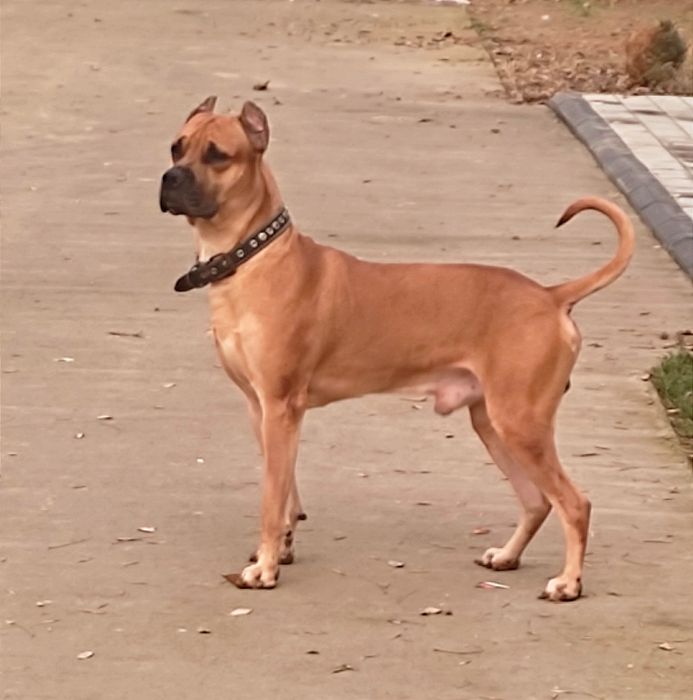 Стаффордширский терьер ищем собаку  для случки. .