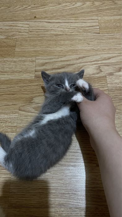 Британские котенок срочнооо