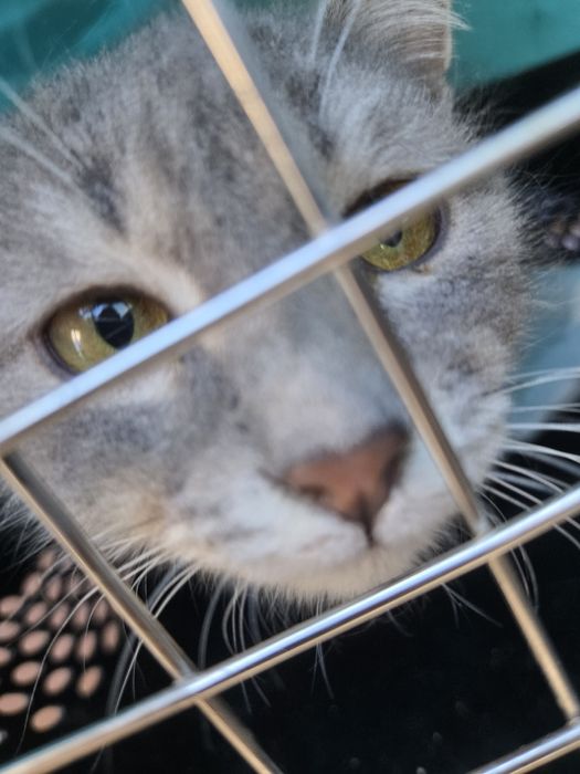 Отдам в добрые руки котенка