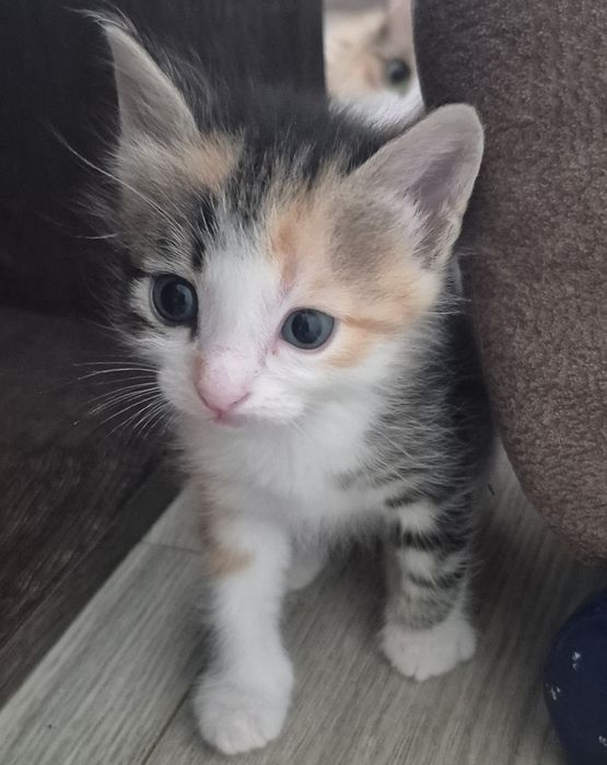Котята бесплатно