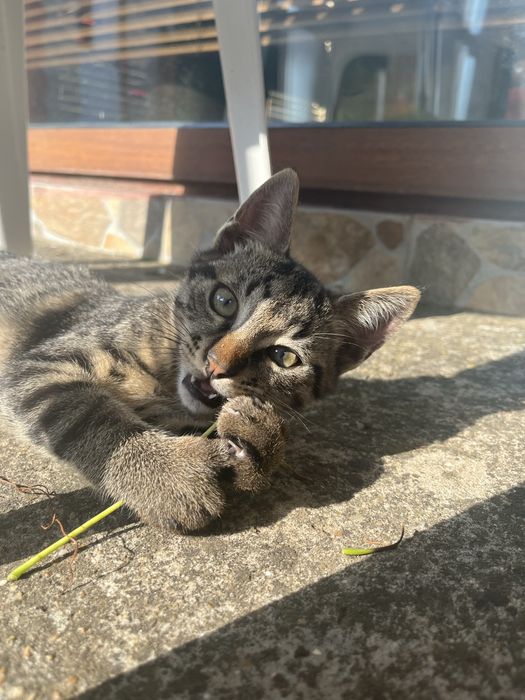 Подарявам котенце