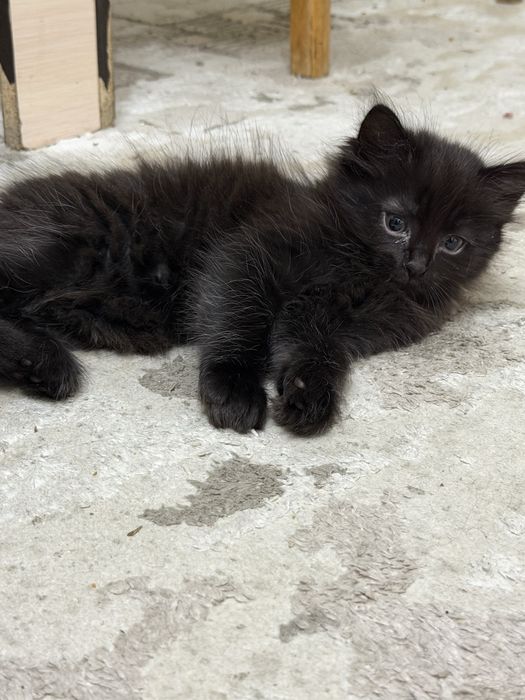 Продаются котята