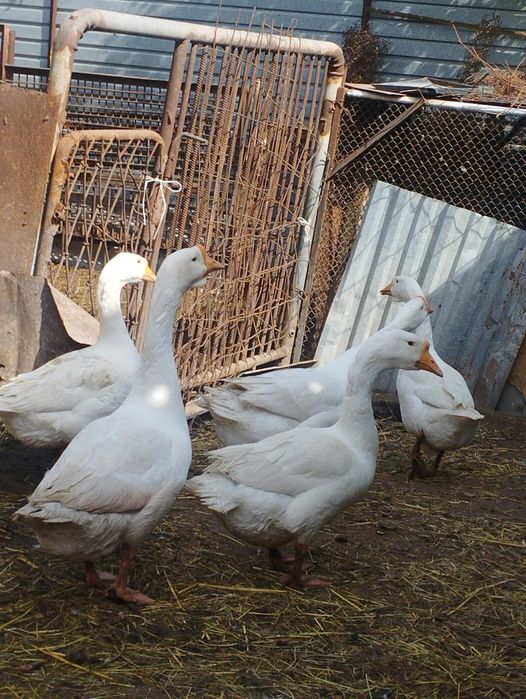 Продаются 7 гусей