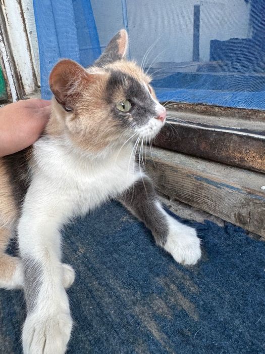 кошка мышеловка и ее котята