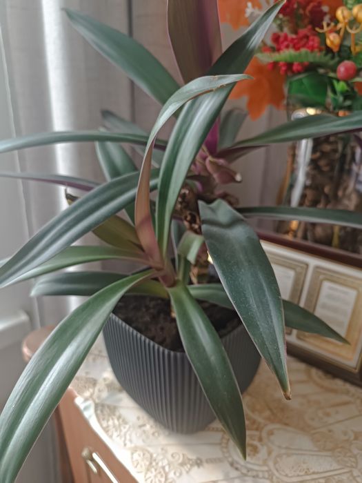 Цветы комнатные в горшках