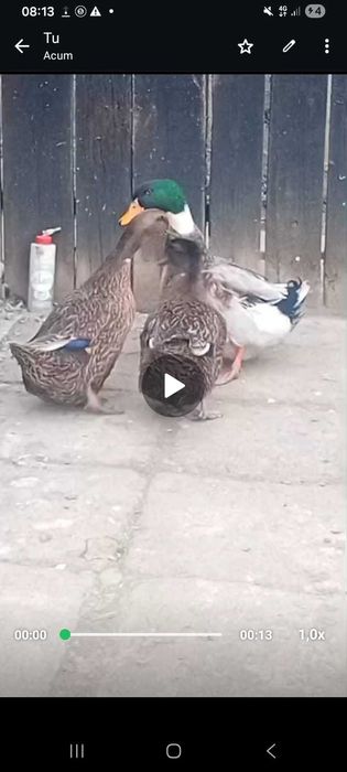 Rate românești de vânzare gorj