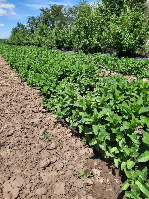 Menta olandeza proaspata 40 lei