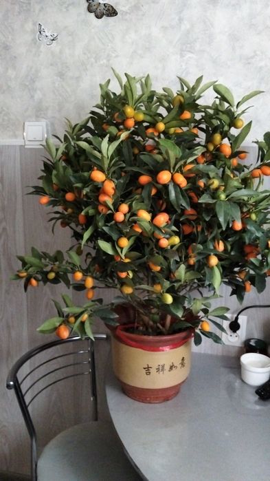 Продам дерево цитруса кумкват