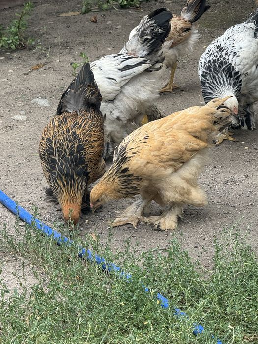 Продам цыплят брамы