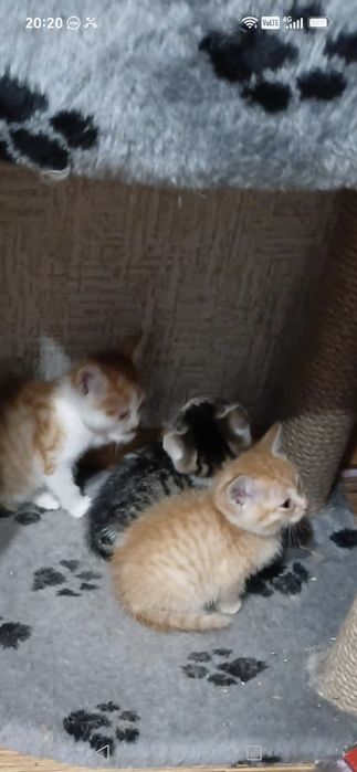 Ищем дом для котят