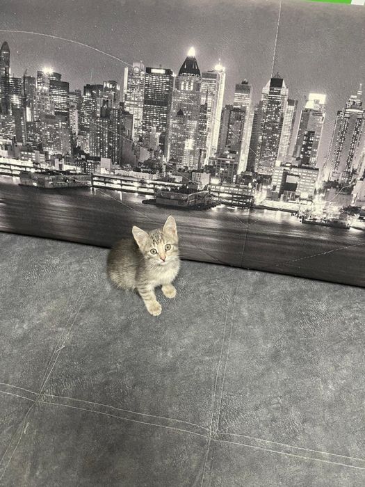Котёнки маленькие, ручные