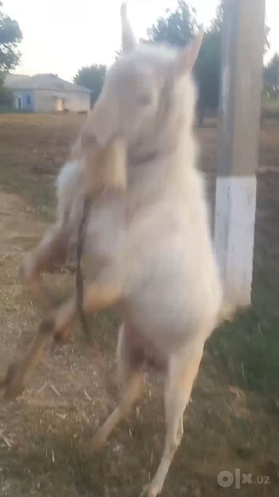 Avstraliya zotli oq taka erkak
