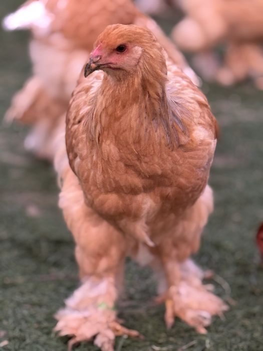 De vanzare puicute si cocosi 2025 - Brahma