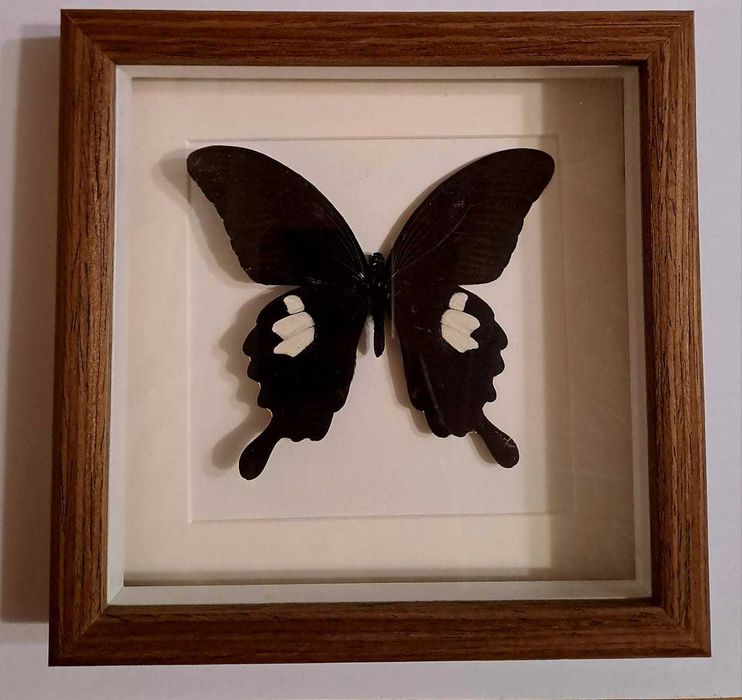 Настоящая бабочка в рамке.