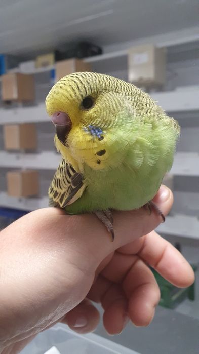 Papagali Peruși standard și normali – pui și adulți