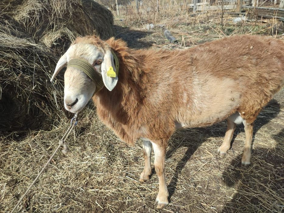 Продается кошкар породы Гиссар