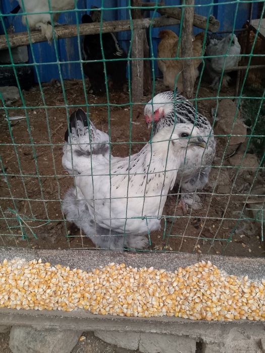 Brama jo'ja srochno sotiladi 7 oylik.