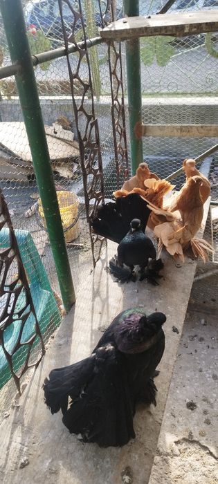 Продавам ростовски гълъби.