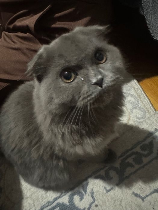 Кот Скоттиш фолд