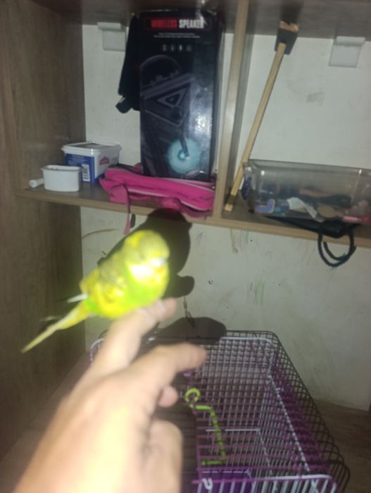 Toti qush qolga orgatilgan ozimiz boqamiz ovqat yiyishlari yahshi