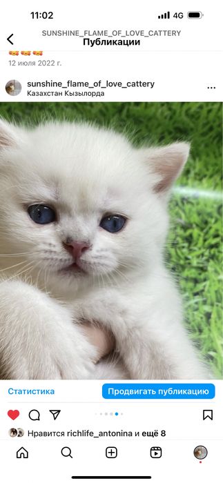 Малютки шиншиллы