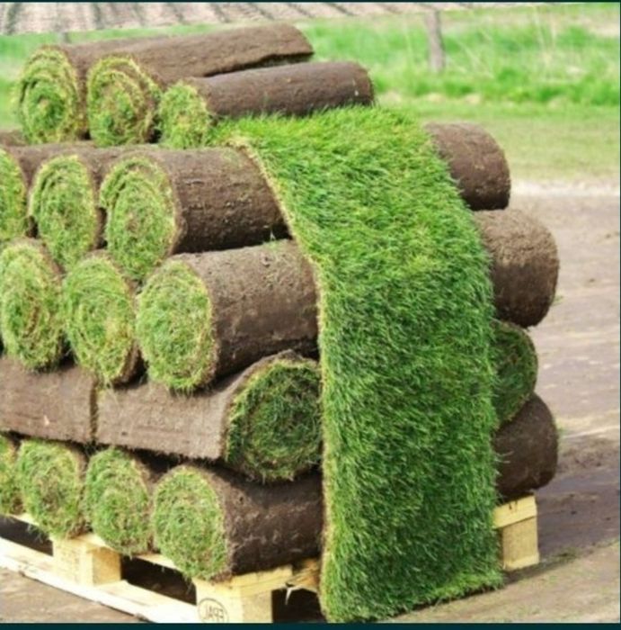 Газон готовый газон трава