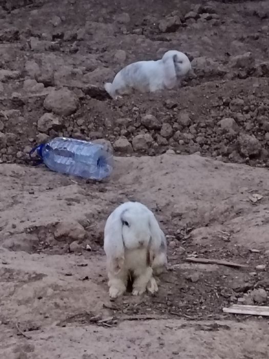 Quyin sotiladi Baran