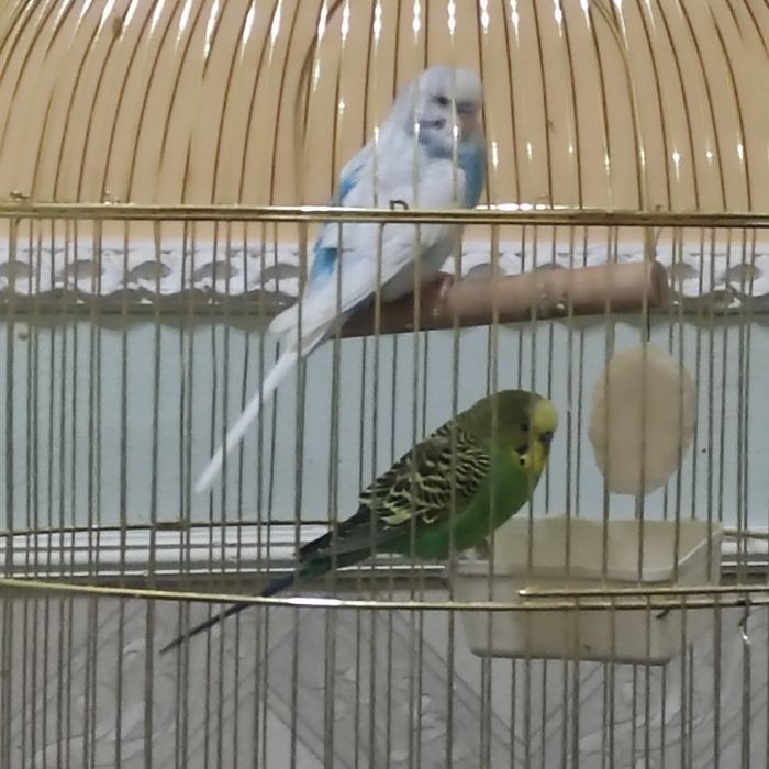 Ту'ти кушлар сотилади