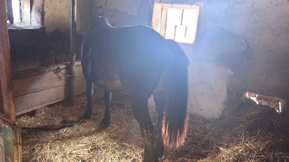 Vând iapa gestantă