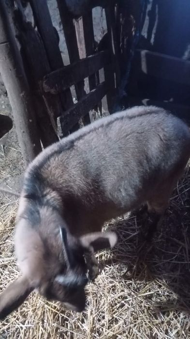 Продам козу на племя