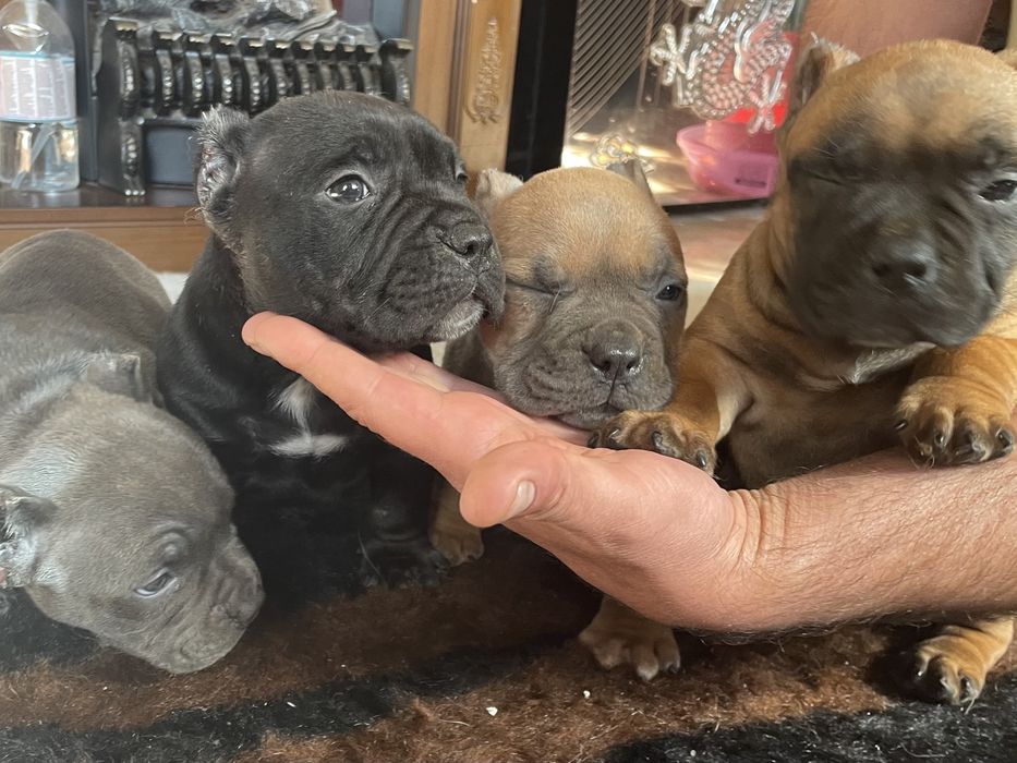 Американский булли