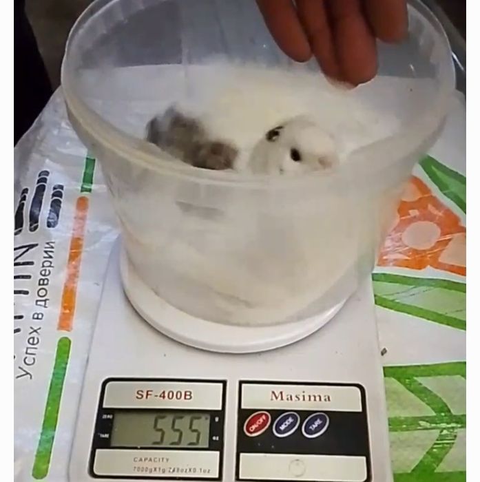 Бедана белый Гигант