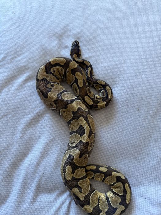 Продам королевских питонов