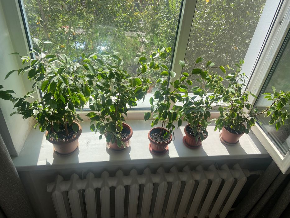 Продам Фикусы Бенджамина