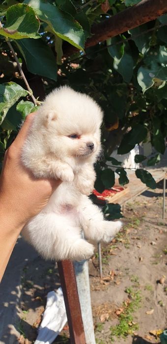 Померан минни мини