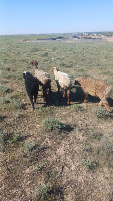 Қой сатылады Туркестан