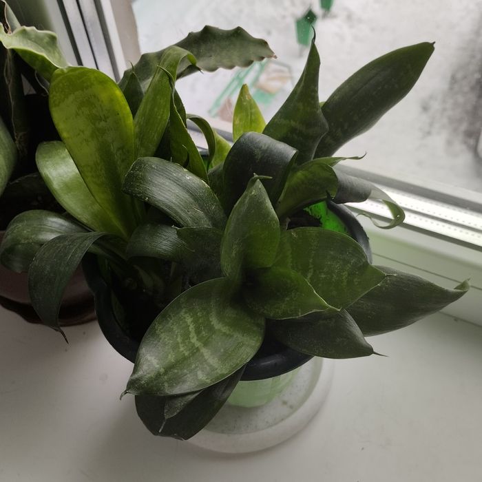 Продам комнатные цветы