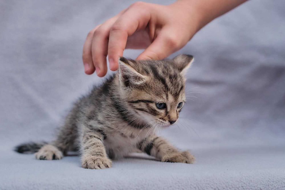 Отдам котёнка возраст 1 месяц