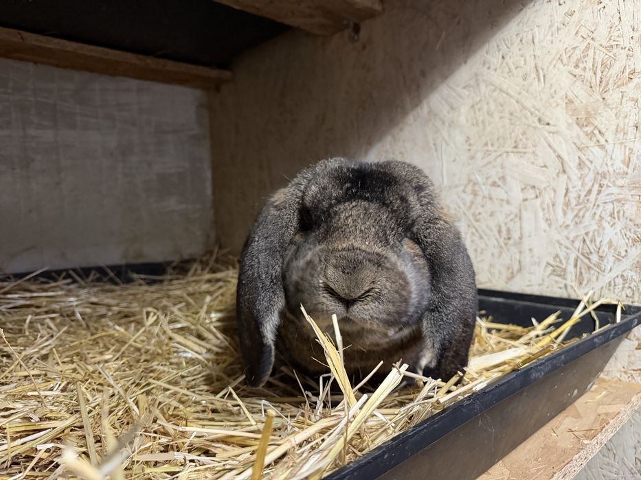 Iepuri berbec german mascul femela pui