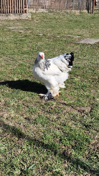 Puicute Brahma Herminat Deschis