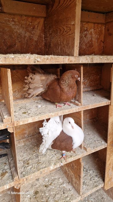 Vind porumbei pavasi.