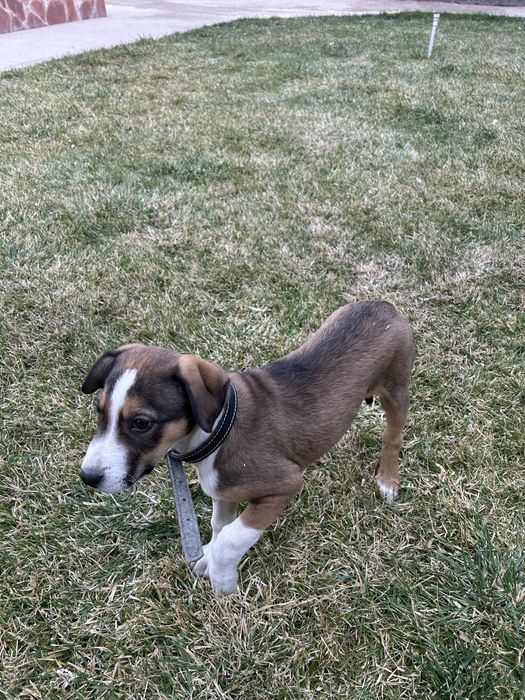 Собака помесь Стаффорда