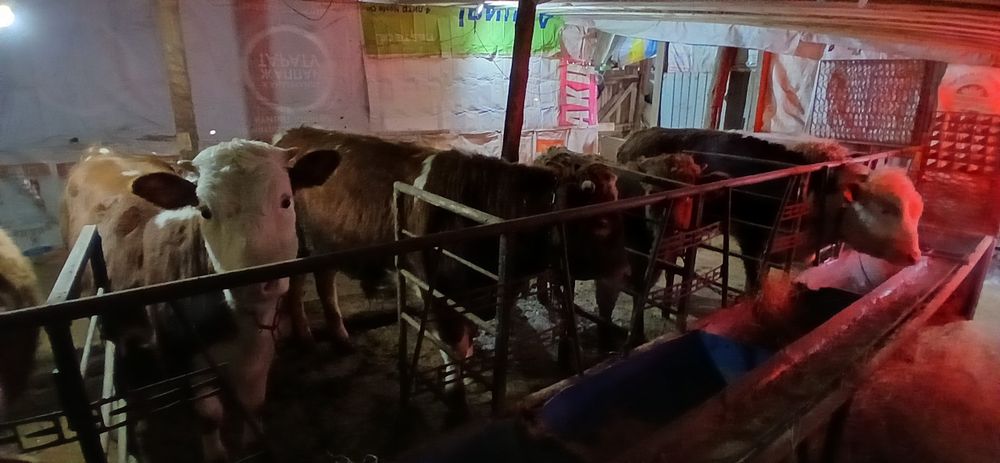 Продам три быка и одну телку возраст год