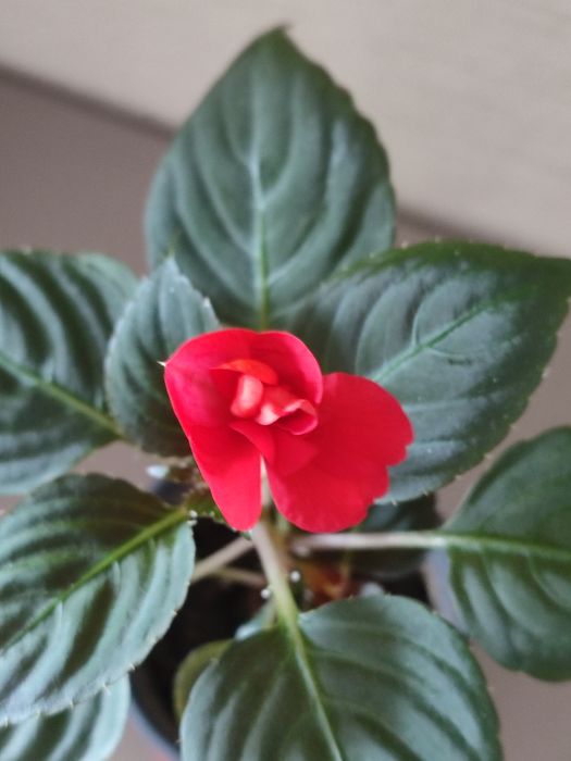 Бальзамин махровый.