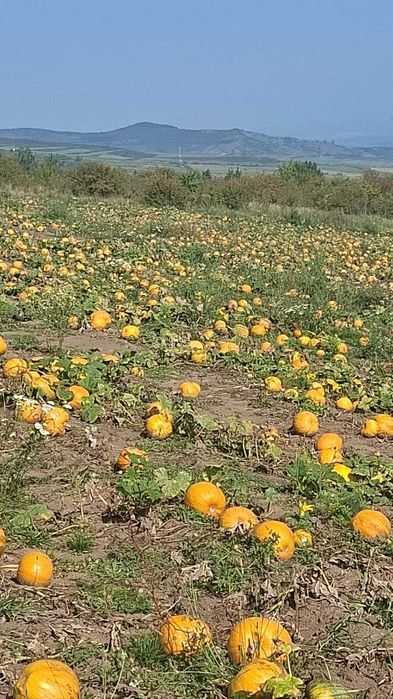 Semințe de dovleac Styria pentru semănat