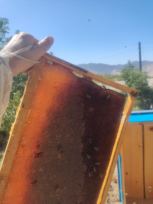 Tozza tabbiy tog asali