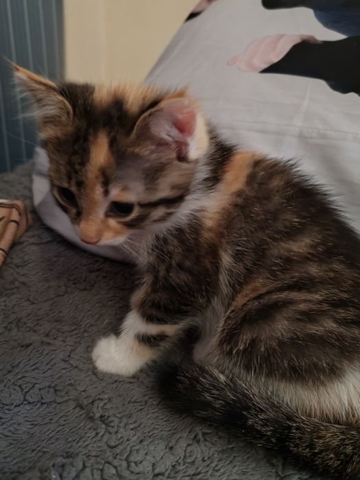 Котята. Отдам в добрые руки