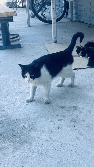 Котята даром …….