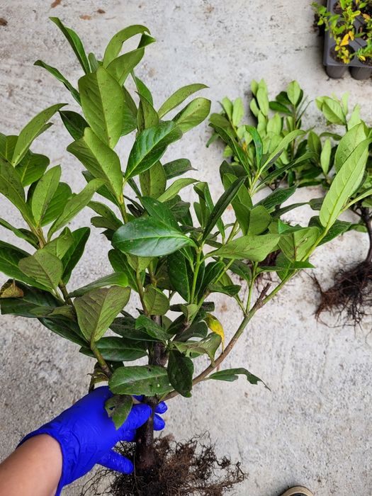 Laur englezesc 30-40 cm - foarte ramificat